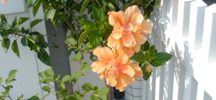 Hibiscus